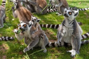 lemures sendaviva